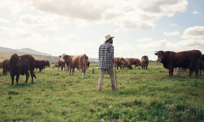 Buy stock photo Rearview shot of a man working on a cow farm
