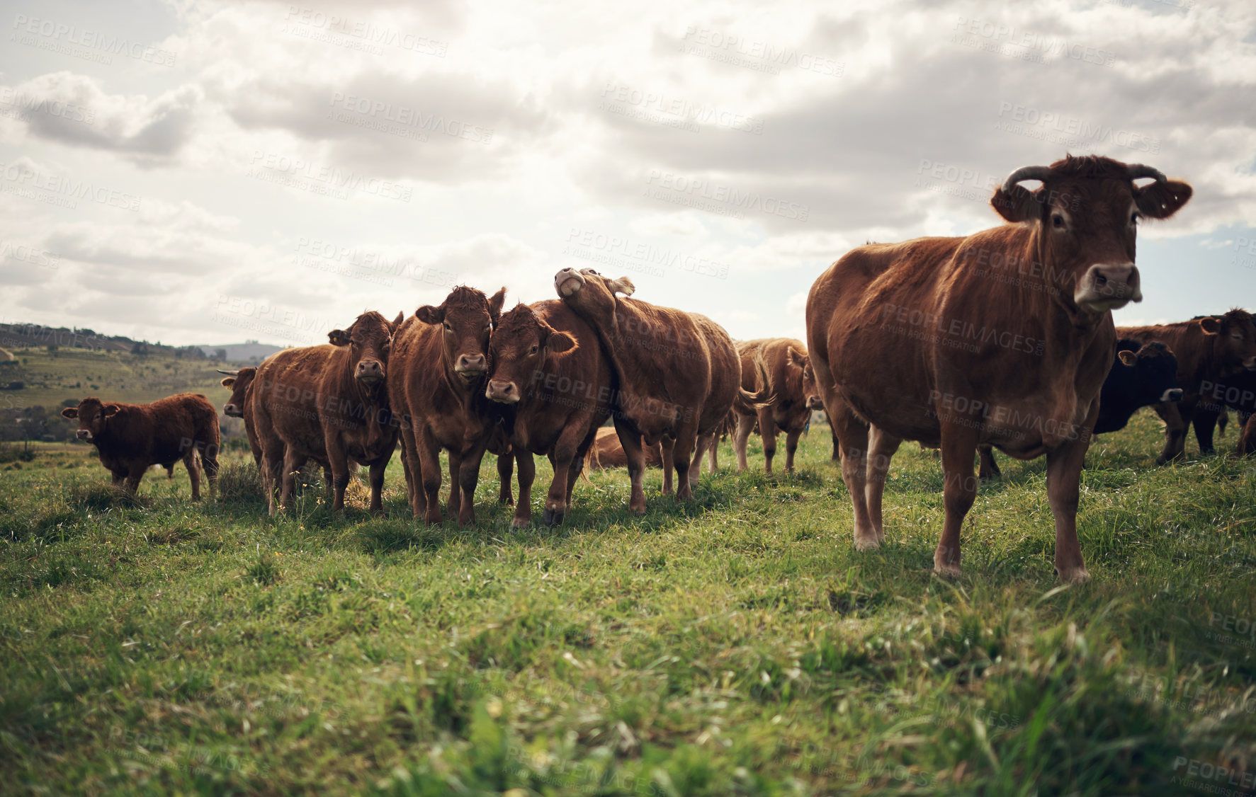 Buy stock photo Cow, landscape and agriculture farm with grass, field of green and calm countryside nature. Cattle, sustainable farming and animals for beef industry, meat or cows on pasture, meadow or environment