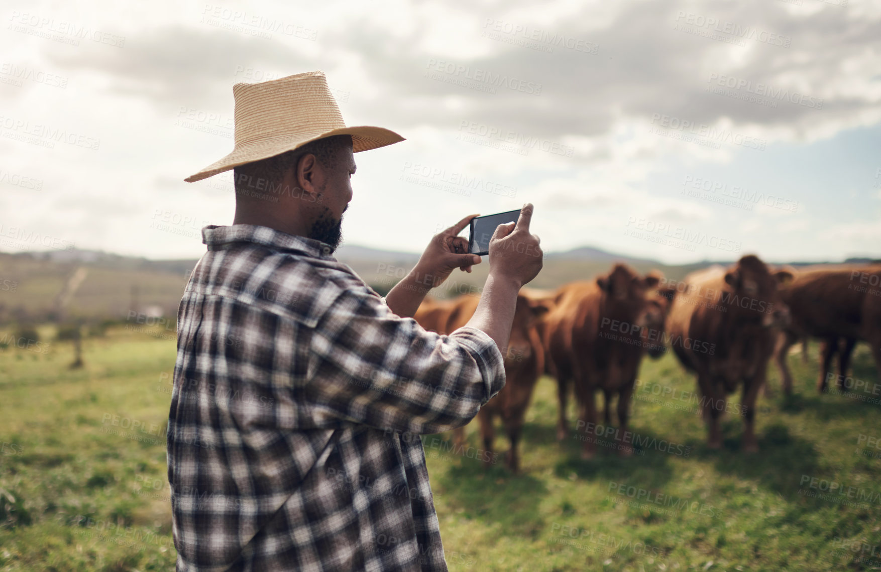 Buy stock photo Shot of a man using a smartphone to take pictures of cows on a farm