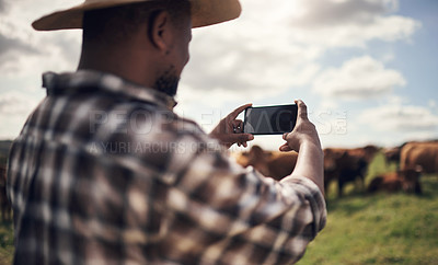 Buy stock photo Shot of a man using a smartphone to take pictures of cows on a farm