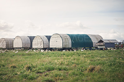 Buy stock photo Shot of chickens and a henhouse on a farm