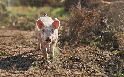 Buy stock photo Shot of a pig roaming around on a farm