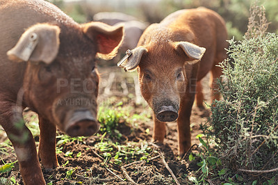 Buy stock photo Shot of pigs roaming around on a farm