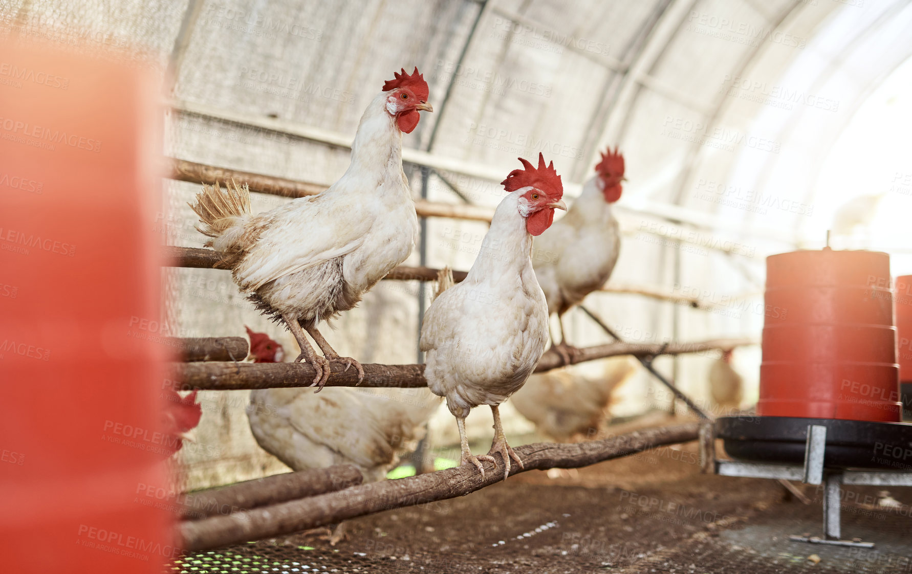 Buy stock photo Shot of chickens in a hen house on a farm