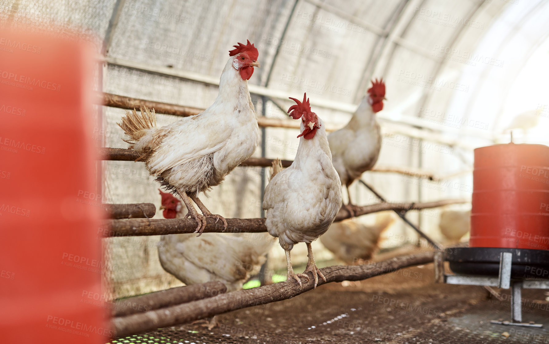 Buy stock photo Shot of chickens in a hen house on a farm