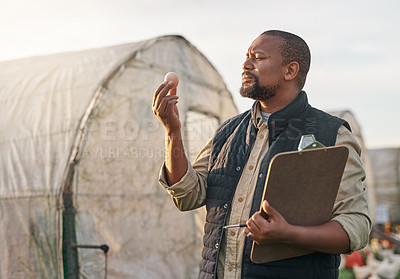 Buy stock photo Shot of a mature farmer inspecting the quality of eggs on his farm