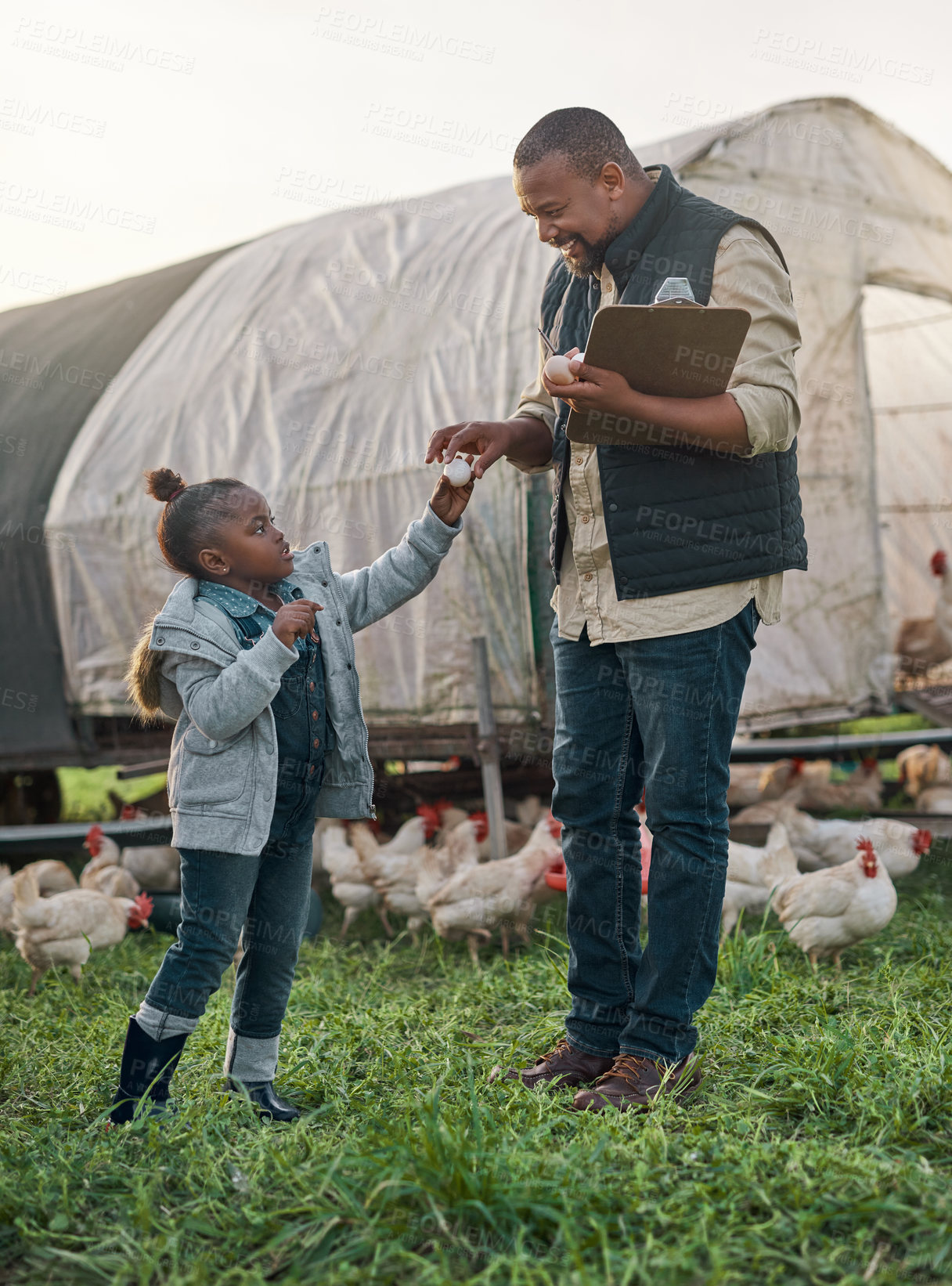 Buy stock photo Shot of a man working with his adorable daughter on a chicken farm