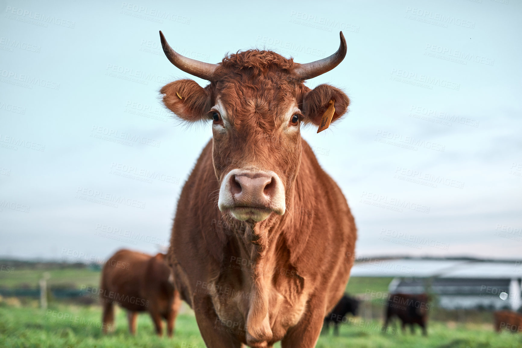 Buy stock photo Shot of a herd of cows on a farm