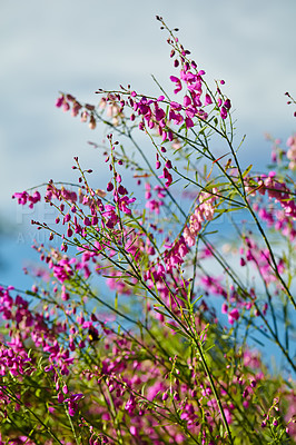 Buy stock photo Scotch heather flowers in nature with a blue sky background  in Cape Town, South Africa. Closeup of green grass, plants and purple flora in the outdoors. View of a natural, growing landscape.