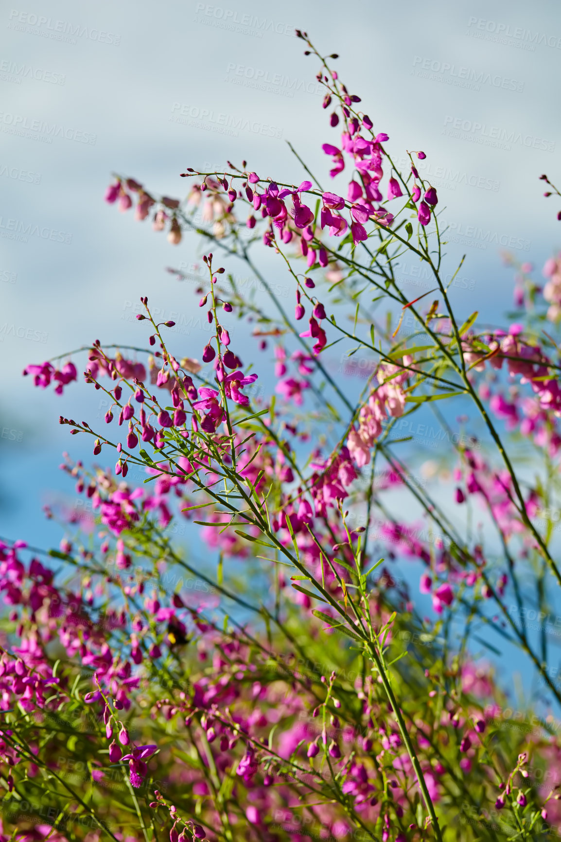 Buy stock photo Scotch heather flowers in nature with a blue sky background  in Cape Town, South Africa. Closeup of green grass, plants and purple flora in the outdoors. View of a natural, growing landscape.