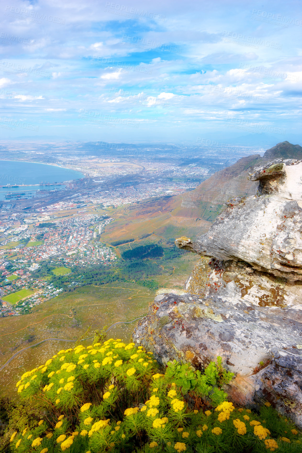 Buy stock photo View of yellow fynbos flowers on Table Mountain in Cape Town, South Africa. Scenic landscape of a coastal city surrounded by nature and lush plants. Peaceful Cityscape for vacation or holiday