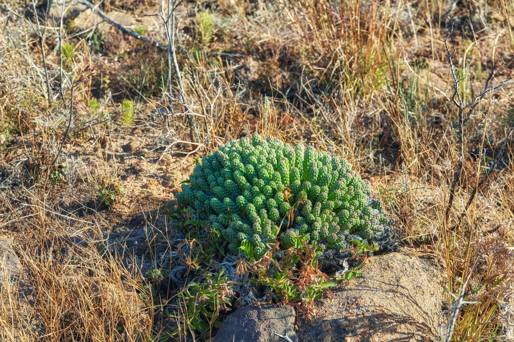 Buy stock photo Spiny cacti growing in a natural environment in nature. Bushes and greenery on a field or in a park. Flowers, plants and trees on mountain side in South Africa, Western Cape 