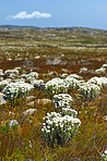 The wilderness of Cape Point National Park