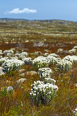 Buy stock photo Silver Everlasting (Syncarpha vestita) flower. Growing up to 1m tall, this compact, much-branched shrublet has soft woody stems and branches and a thick covering of grey-woolly hairs that feels like felt- Location of photo: the wilderness of Cape Point National Park, Western Cape, South Africa