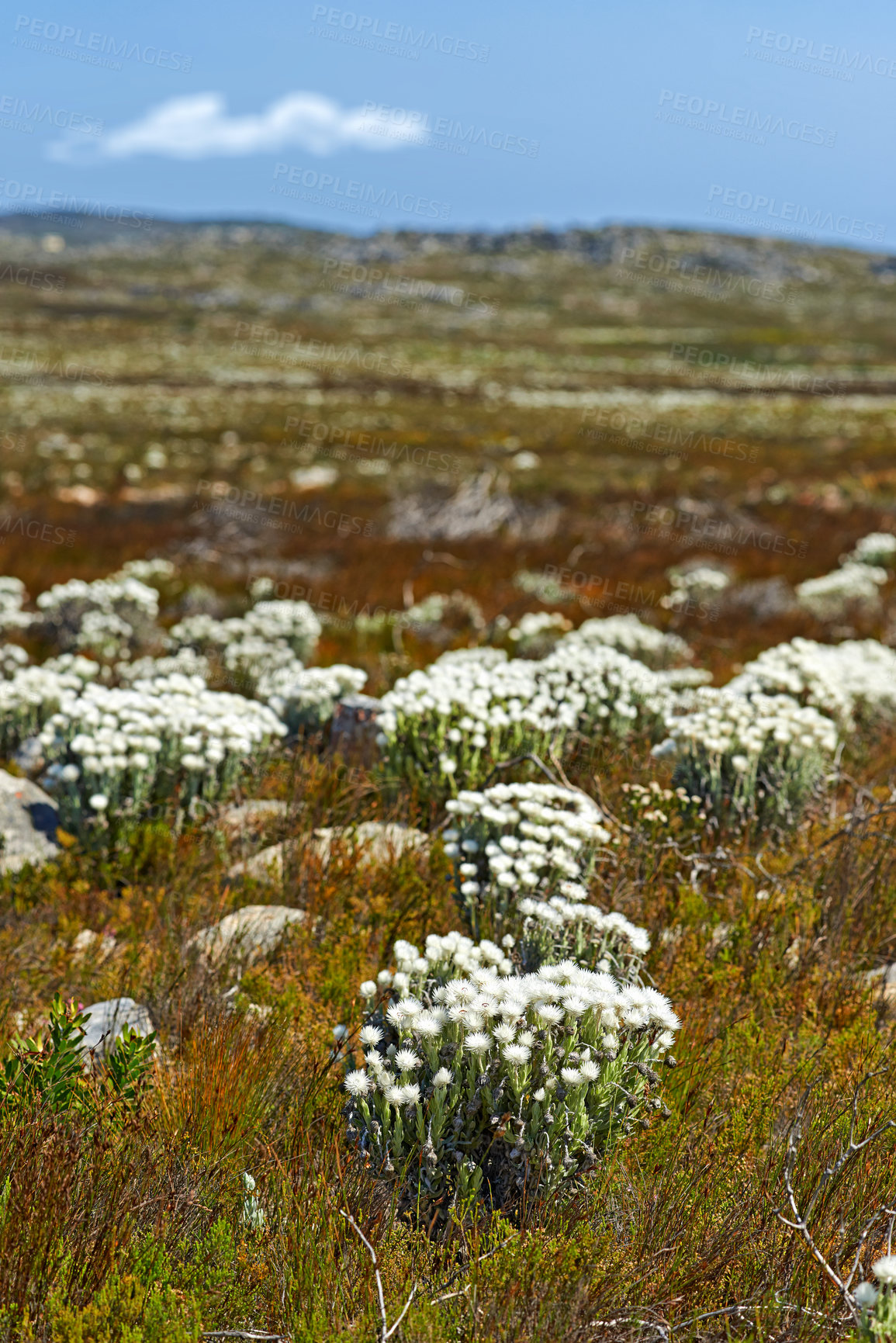 Buy stock photo Silver Everlasting (Syncarpha vestita) flower. Growing up to 1m tall, this compact, much-branched shrublet has soft woody stems and branches and a thick covering of grey-woolly hairs that feels like felt- Location of photo: the wilderness of Cape Point National Park, Western Cape, South Africa