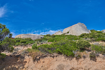 Buy stock photo Plants and shrubs growing on a cliff on Table Mountain in Cape Town in South Africa with a clear blue sky copy space above. Lush bushes in a rocky, serene and uncultivated nature reserve in summer