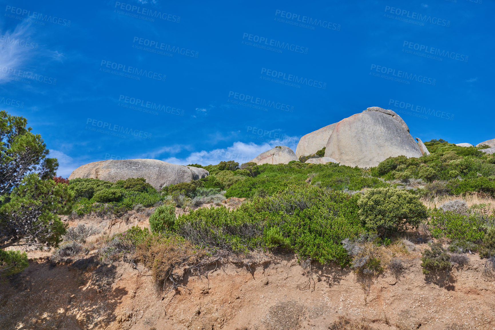 Buy stock photo Plants and shrubs growing on a cliff on Table Mountain in Cape Town in South Africa with a clear blue sky copy space above. Lush bushes in a rocky, serene and uncultivated nature reserve in summer