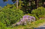 Flowers, plants and trees on mountain side in South Africa