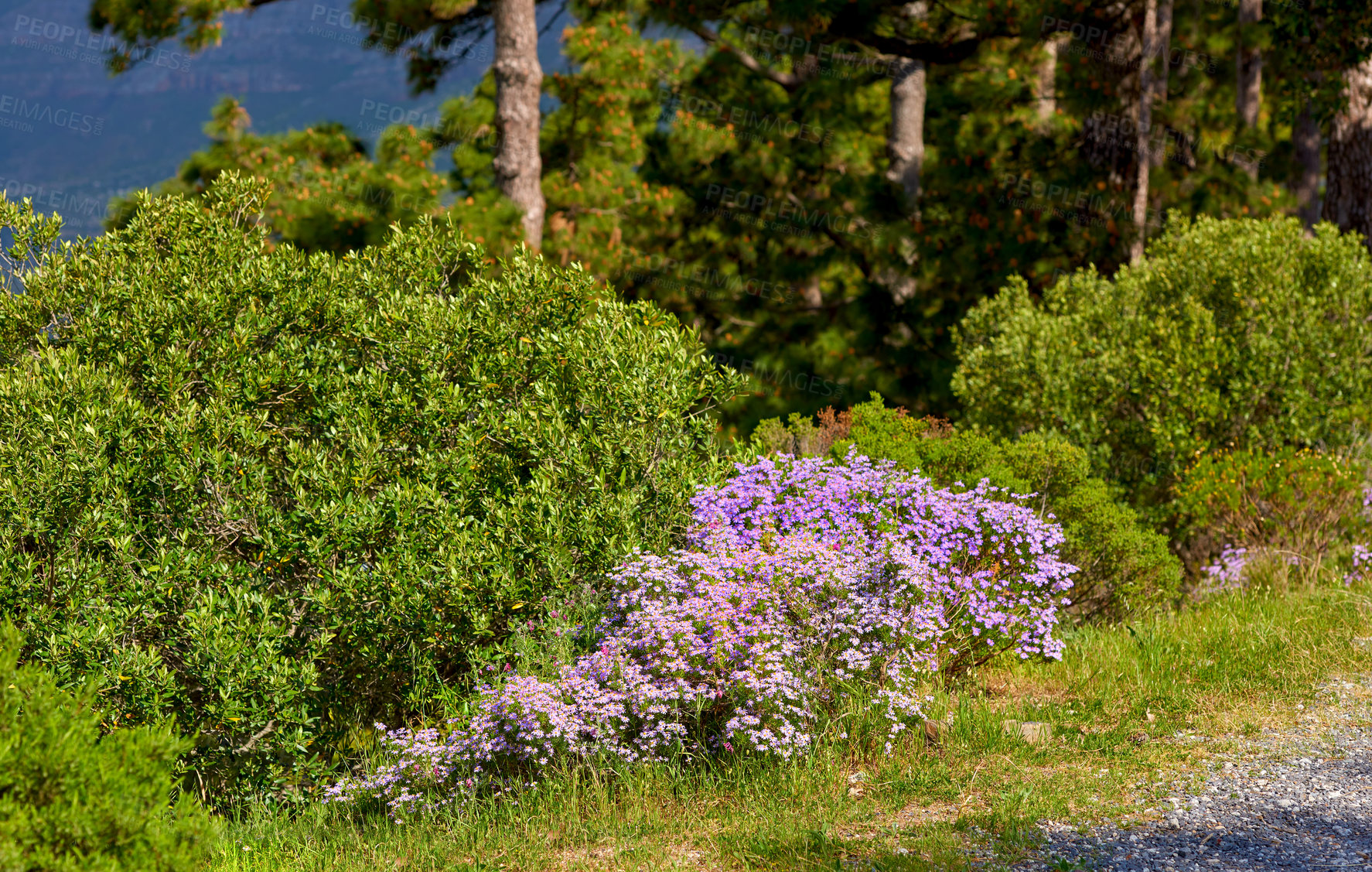 Buy stock photo Lush landscape with colorful flowers and plant shrubs growing on a mountain on a sunny day outside. Swan river daisy or brachyscome iberidifolia foliage from the asteraceae species blooming in nature