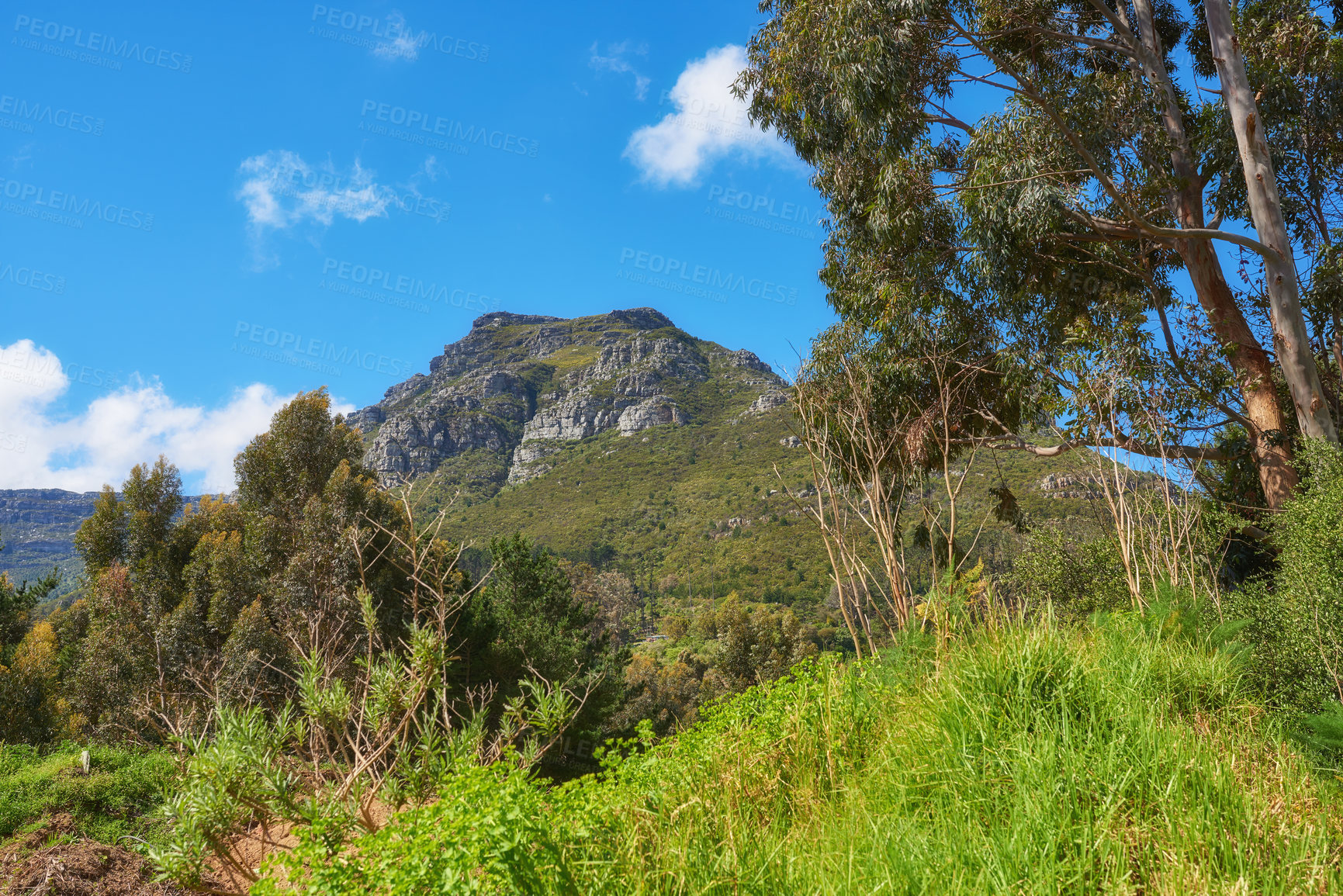 Buy stock photo Green tree plants on the mountains with blue sky copy space. Beautiful biodiversity in a nature landscape wild indigenous vegetation, shrubs and tress growing near a popular hiking spot in Cape Town