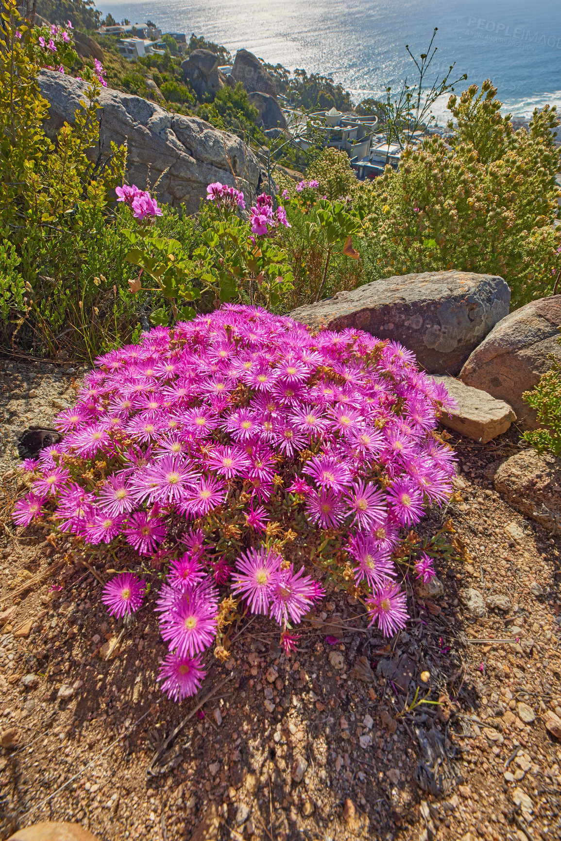 Buy stock photo Closeup of Trailing Ice plants in Western Cape, South African. Lush green bushes and pink flowers growing in harmony on a peaceful, sunny morning. Tranquil beauty in nature on a quiet rocky terrain 