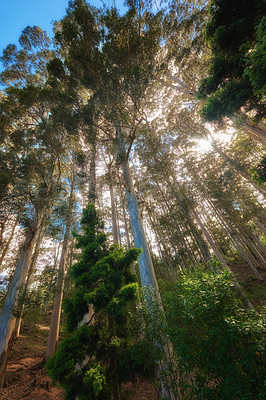 Buy stock photo Tall trees in quiet forest on a fresh beautiful morning, growing on a sunny day from below. Calm, peaceful nature in harmony with zen and soothing view. Tranquil, silent wood landscape