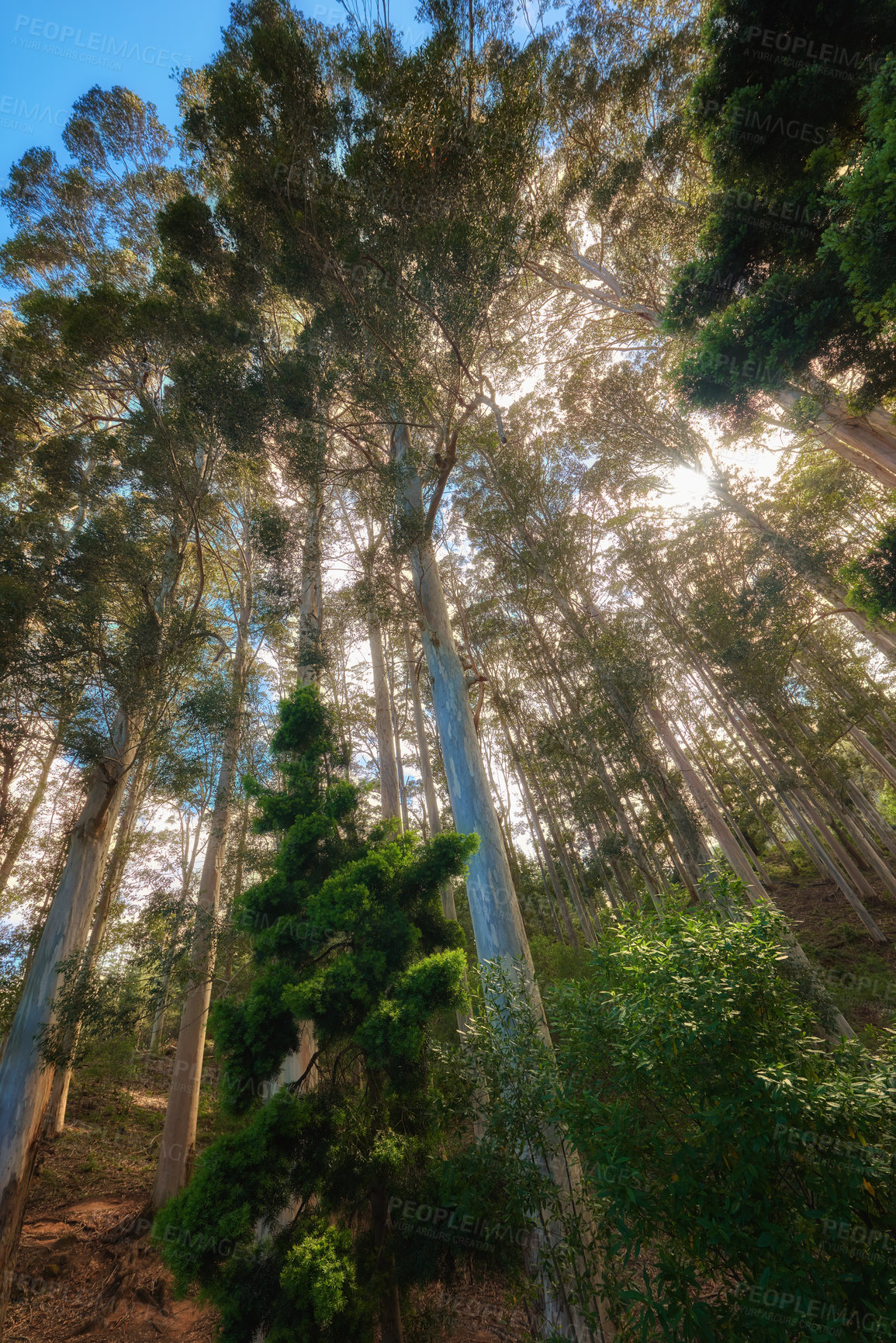 Buy stock photo Tall trees in quiet forest on a fresh beautiful morning, growing on a sunny day from below. Calm, peaceful nature in harmony with zen and soothing view. Tranquil, silent wood landscape