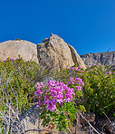 Flowers, plants and trees on mountain side in South Africa