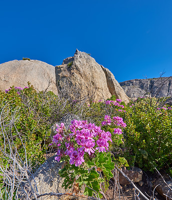 Buy stock photo Rocky mountain side with plants flowers and clear blue sky on a sunny Summer day. Beautiful isolated relaxing and tranquil scene in nature. Wilderness located in the Western Cape of South Africa