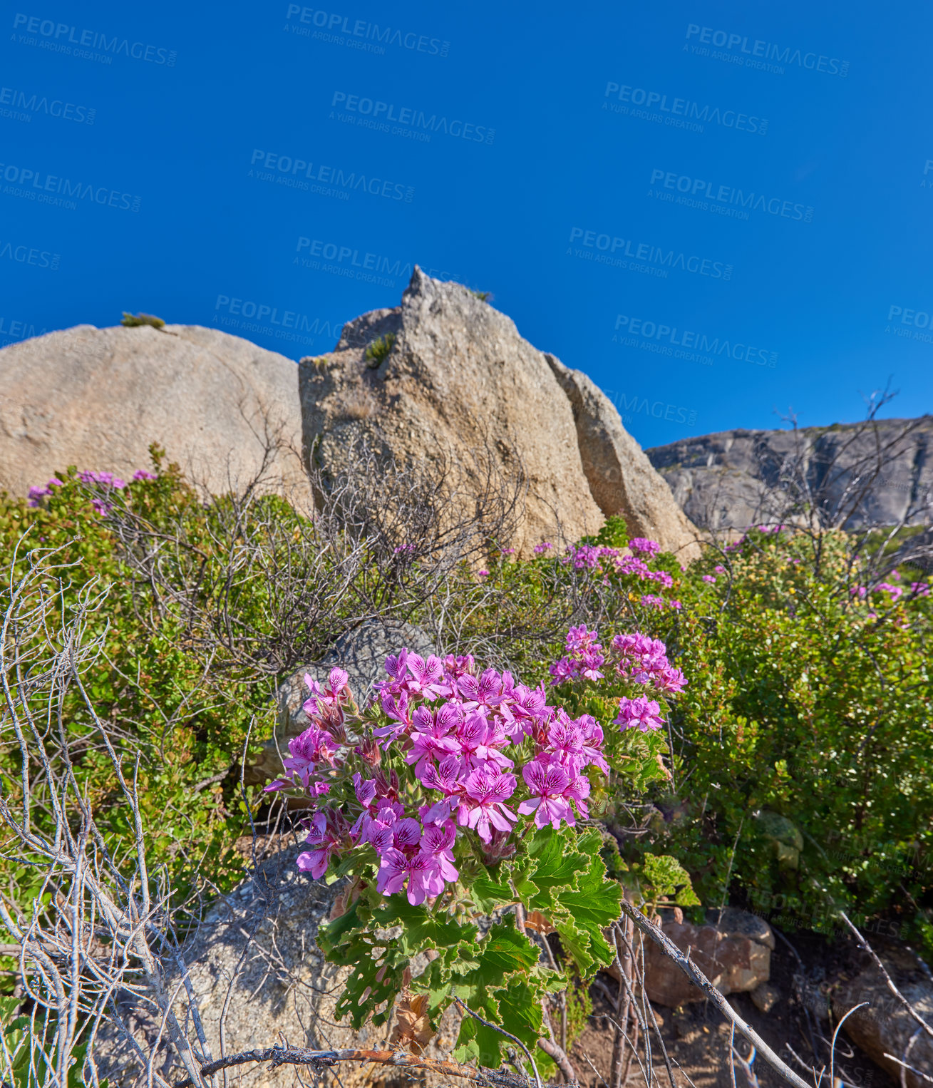 Buy stock photo Rocky mountain side with plants flowers and clear blue sky on a sunny Summer day. Beautiful isolated relaxing and tranquil scene in nature. Wilderness located in the Western Cape of South Africa