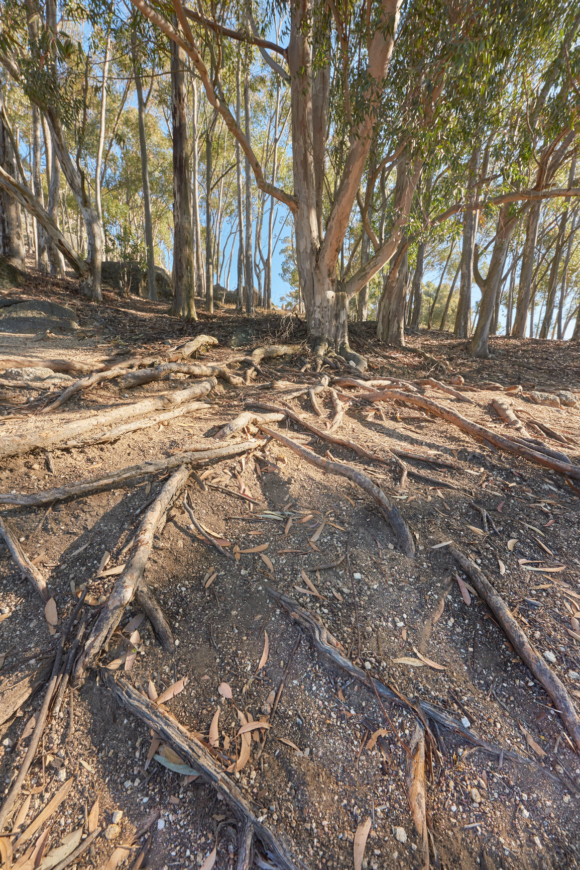 Buy stock photo Natural view of forest in Cape Town. Trees with roots in nature with beauty surrounding the great outdoors. Beautiful trail hike in table mountain to explore the life journey through scenery.