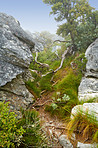 Flowers, plants and trees on mountain side in South Africa