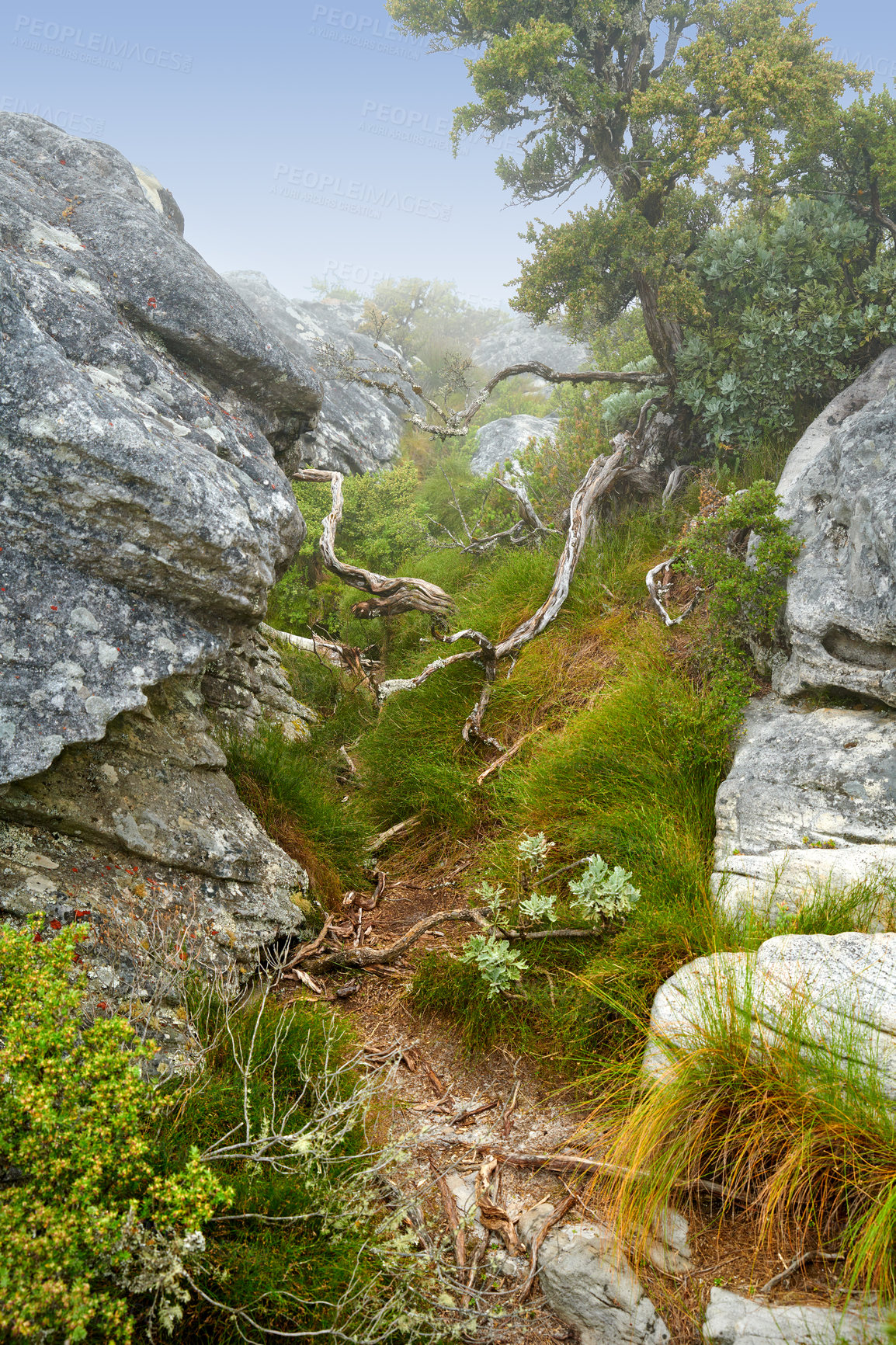 Buy stock photo Flowers, plants and trees on mountain side in South Africa, Western Cape. Landscape of natural terrain with blue sky background and indigenous flora. An uncultivated environment in a thriving state