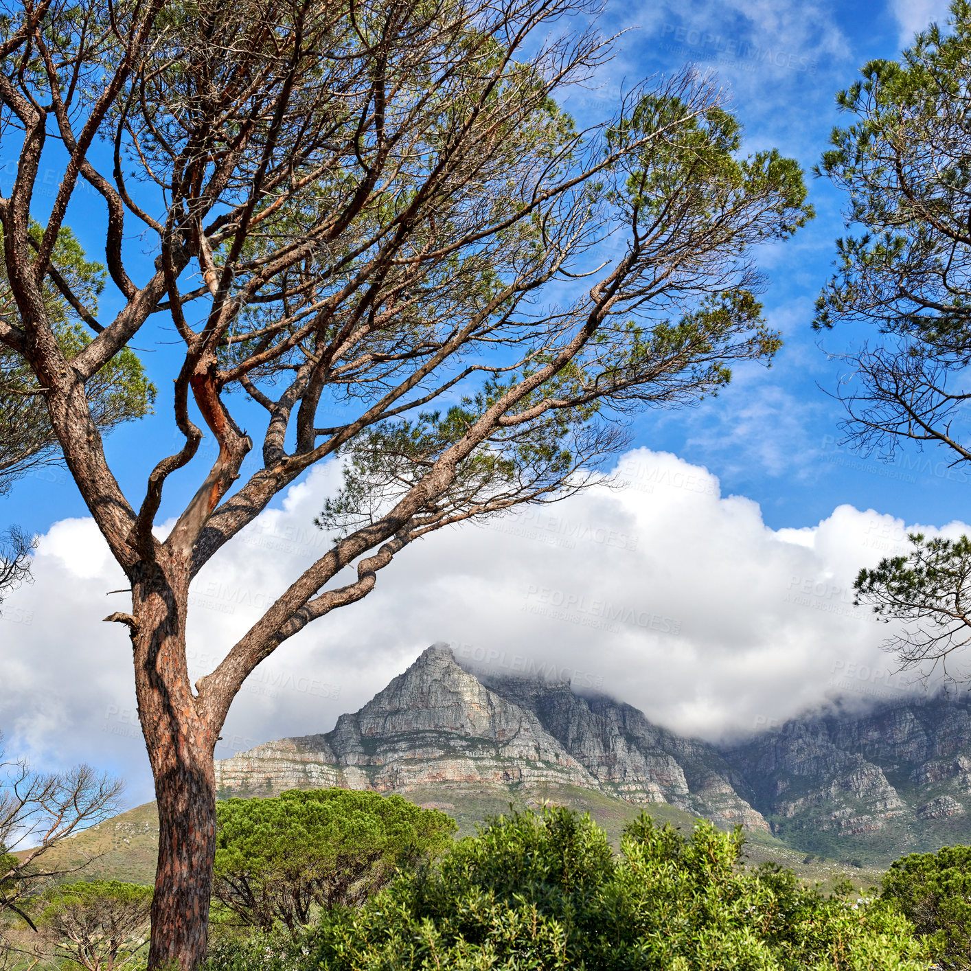 Buy stock photo Scenic landscape of Table Mountain in Cape Town, South Africa against cloudy blue sky copy space. Scenic view of plants and trees growing on a rocky hill and cliff in a natural organic environment 