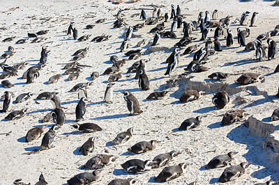 Buy stock photo Group of black footed penguins at Boulders Beach, South Africa gathered on a sandy shore. Colony of endangered jackass or cape penguins from the spheniscus demersus species in their natural habitat