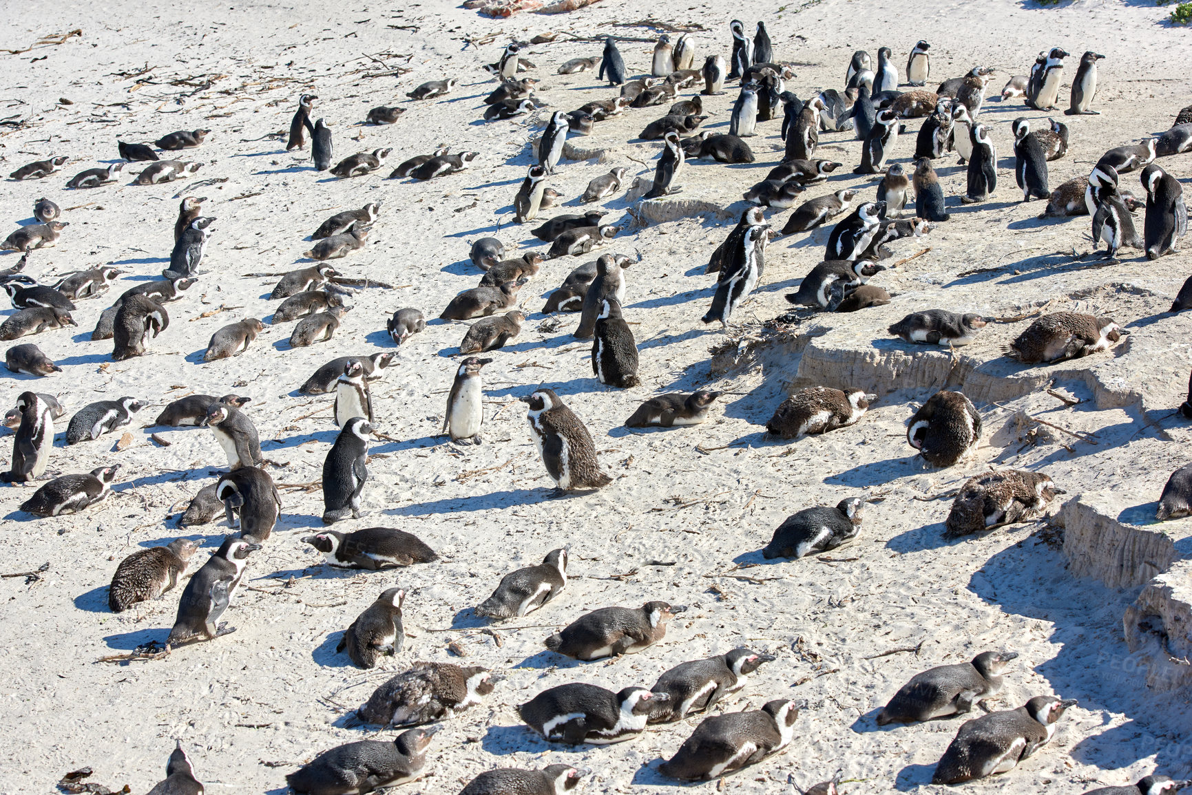 Buy stock photo Group of black footed penguins at Boulders Beach, South Africa gathered on a sandy shore. Colony of endangered jackass or cape penguins from the spheniscus demersus species in their natural habitat