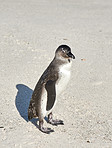  Penguins on Boulders Beach, SimonsTown