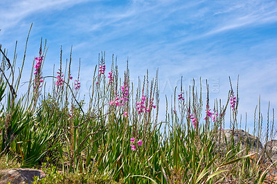 Buy stock photo Pink wild watsonia flowers growing on hill against a blue cloudy sky. Low angle of purple Bugle Lily plants blooming between rocks and grass with copy space. Indigenous South African Iridaceae blooms