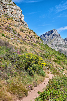 Buy stock photo Scenic hiking trail along Table Mountain in Cape Town, South Africa with vibrant flowers and lush plants. Magnificent panoramic of a beautiful and rugged natural landscape to explore and travel
