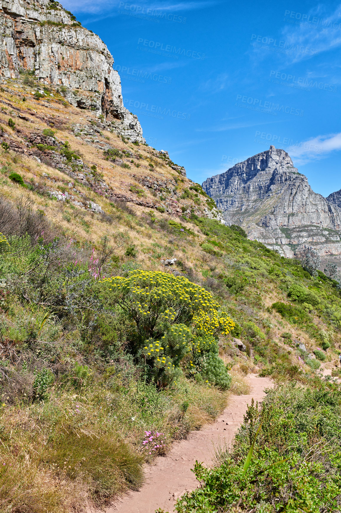 Buy stock photo Scenic hiking trail along Table Mountain in Cape Town, South Africa with vibrant flowers and lush plants. Magnificent panoramic of a beautiful and rugged natural landscape to explore and travel
