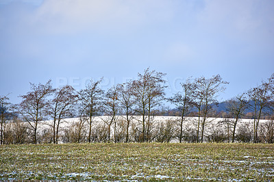 Buy stock photo Bare pine trees and ground covered in snow during cold weather in the beautiful countryside. Landscape view of planted trees in a row on a field during winter in Denmark. A frozen farm in winter