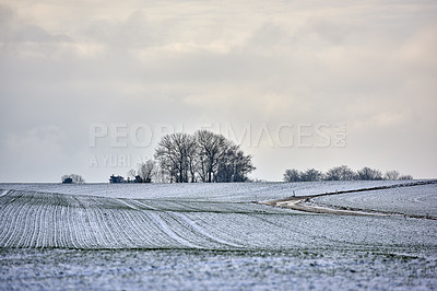 Buy stock photo White snow covered landscape on a winter day with copy space and a background of the sky. Frost tree branches and leaves frozen from cold weather. Frosty nature in harmony on a peaceful, grey morning