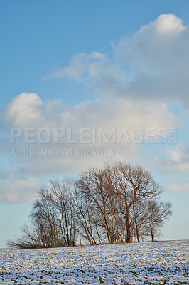 Buy stock photo Snow covered forest landscape on a winter day with copy space. Bare tree branches and a cloudy blue sky over a field covered with white, icy frost. The woods in winter on a peaceful, quiet morning
