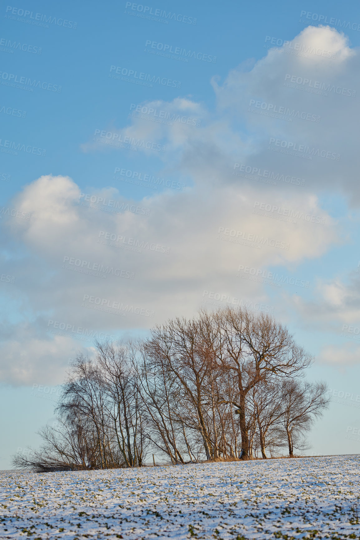 Buy stock photo Snow covered forest landscape on a winter day with copy space. Bare tree branches and a cloudy blue sky over a field covered with white, icy frost. The woods in winter on a peaceful, quiet morning