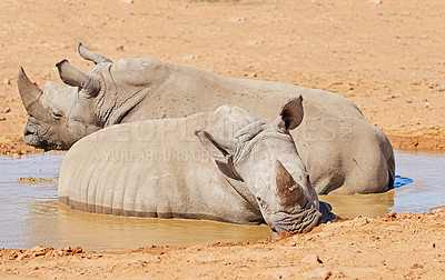 Buy stock photo Two black rhinos taking a cooling mud bath in a dry sand wildlife reserve in a hot savanna area in Africa. Protecting endangered African rhinoceros from poachers and hunters and exploitation of horns