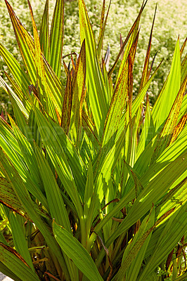 Buy stock photo Close up of indigenous plant in Western Cape, South Africa. Bright bush with spiky leaves with a blurred background of flowers. Natural flora growing in its wild environment