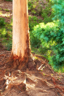 Buy stock photo Roots of an old tree trunk in a forest. View of remote woodland in spring with green, plants, and bushes growing in between trees. Discovery deep in the empty woods in a wild nature environment 