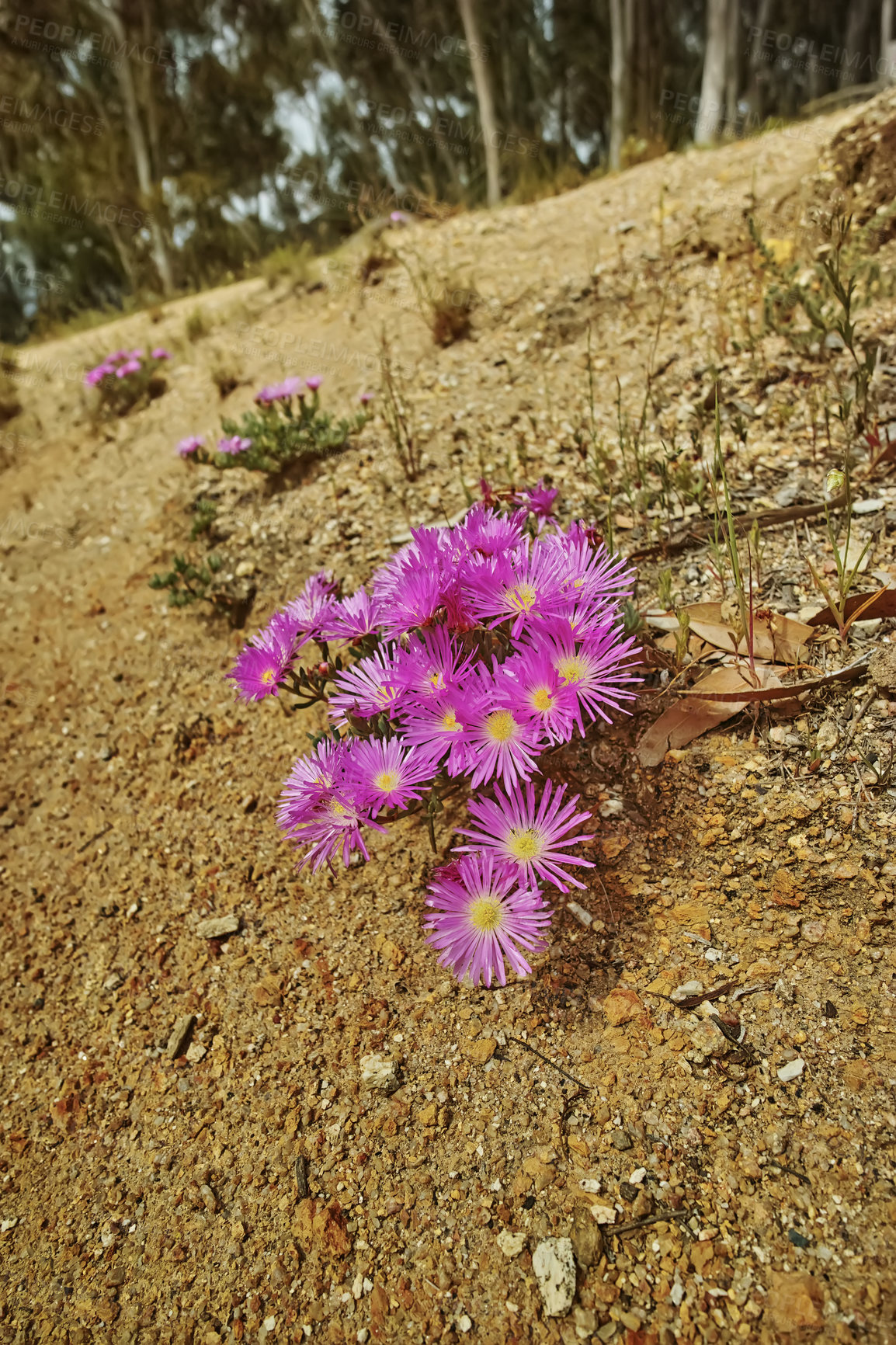 Buy stock photo Pink trailing ice plant flowers growing on the ground on Table Mountain, Cape Town, South Africa. Barren landscape of shrubs, colorful flora and plants in a peaceful and uncultivated nature reserve