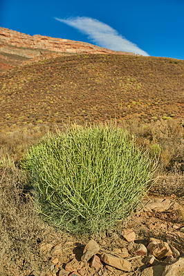 Buy stock photo Plants on a hill or mountain in South Africa, Western Cape. Bush of spurges on an open and empty field against a blue sky in summer. Greenery and vegetation growing in nature with copy space