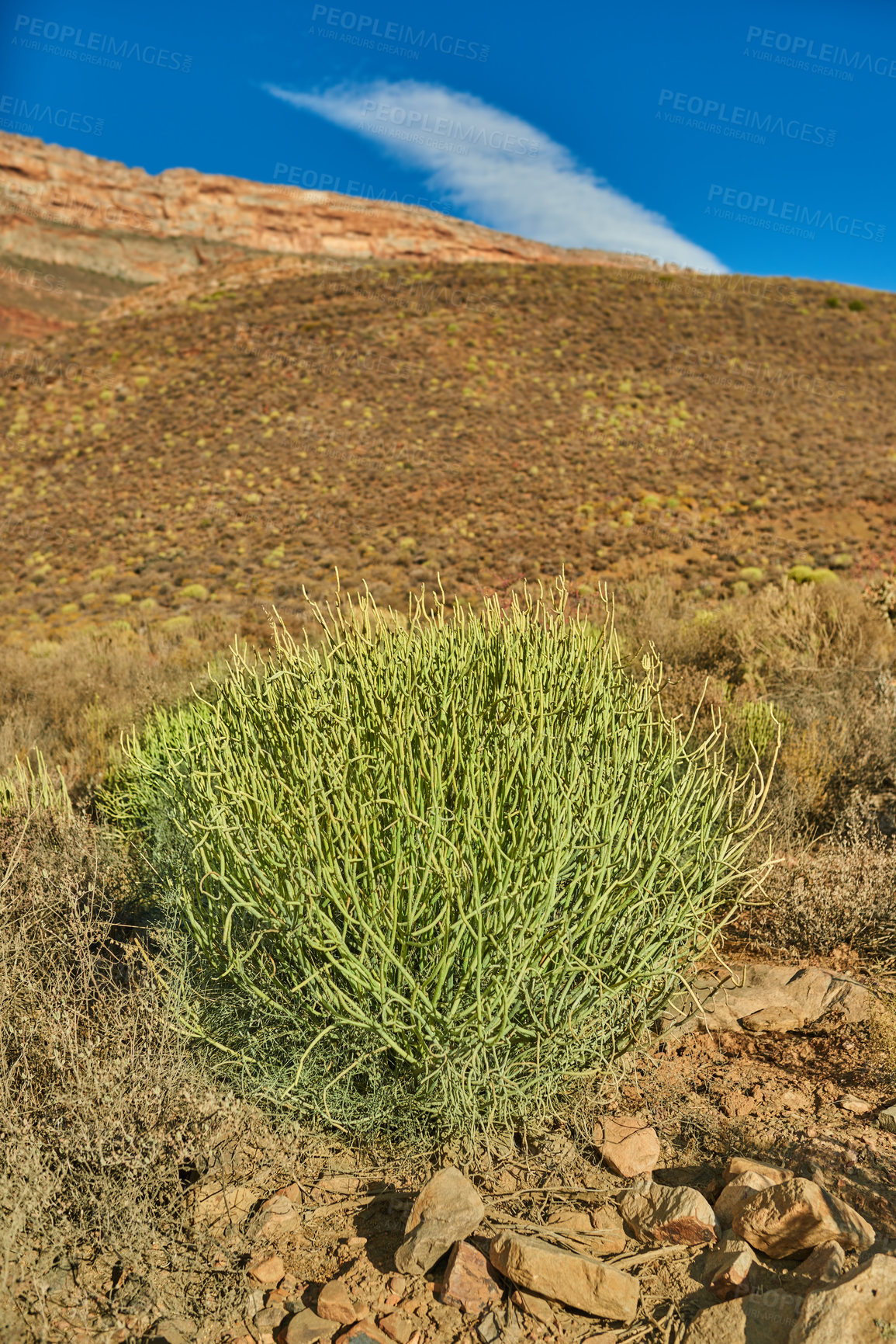 Buy stock photo Plants on a hill or mountain in South Africa, Western Cape. Bush of spurges on an open and empty field against a blue sky in summer. Greenery and vegetation growing in nature with copy space
